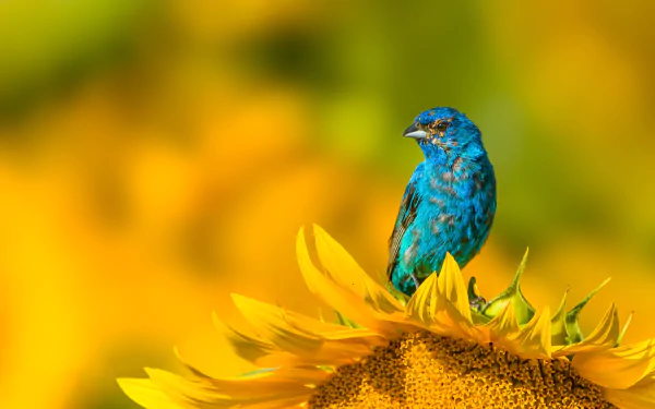 Animal Indigo Bunting HD Desktop Wallpaper | Background Image