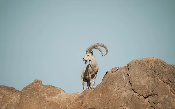 Animal Nubian Ibex HD Desktop Wallpaper | Background Image