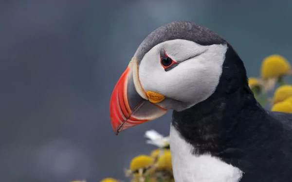 Animal puffin HD Desktop Wallpaper | Background Image