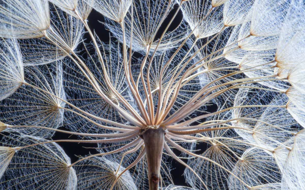  Inside a Dandelion with Seeds by İhsan Yıldızlı
