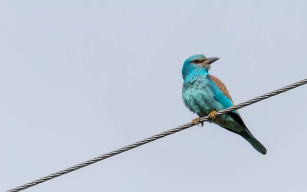 european roller Animal roller HD Desktop Wallpaper | Background Image