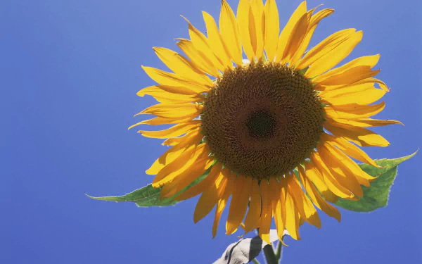 Vibrant sunflower in full bloom against a backdrop of lush greenery, perfect for a serene desktop wallpaper.