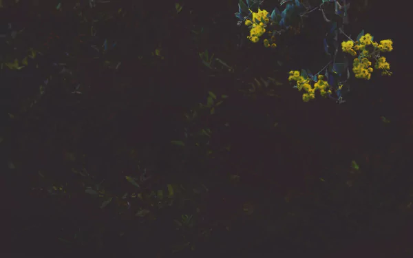 dark nature dark nature HD Desktop Wallpaper | Background Image