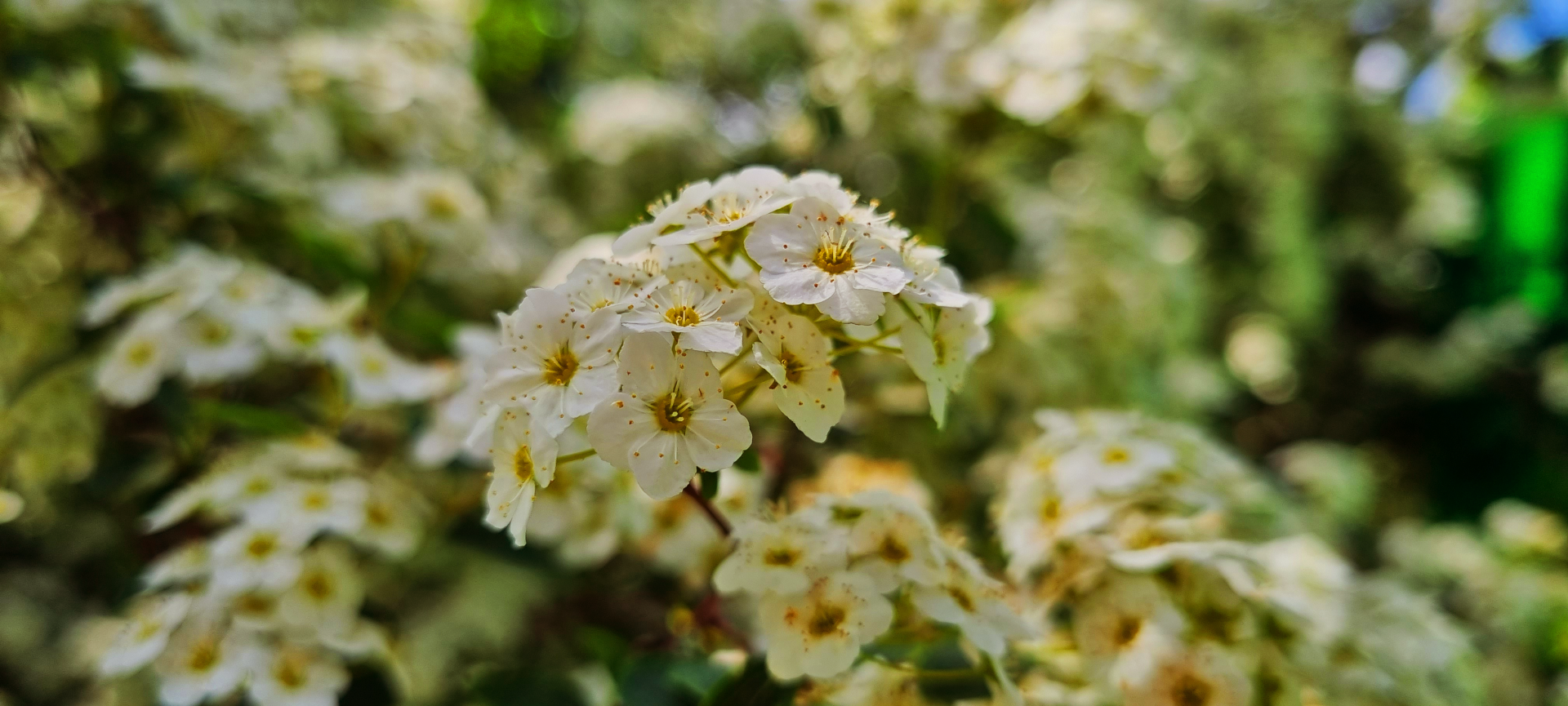 bush with flowers by sasyja
