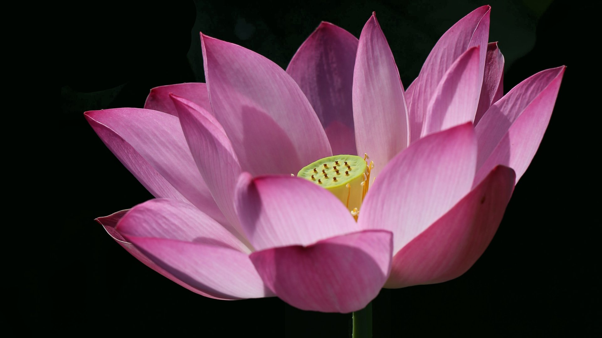 Download Pink Flower Lotus HD Wallpaper by Jae Gi Goh
