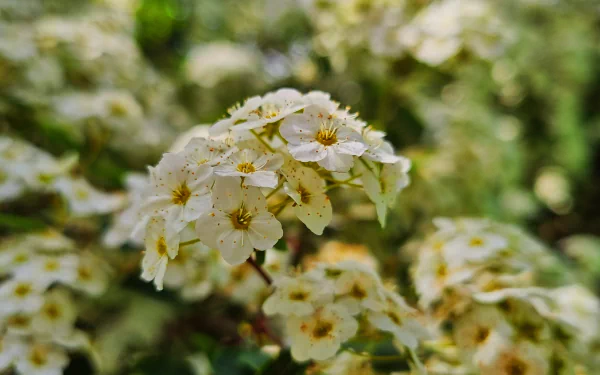  bush with flowers