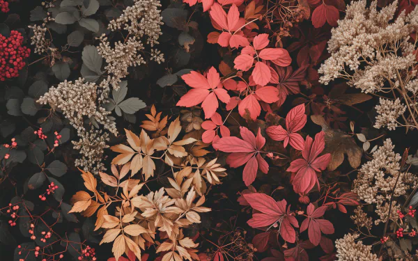 HD desktop wallpaper featuring a rich tapestry of red and brown foliage leaves, providing an elegant natural background.
