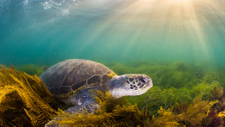  Green sea turtle, San Diego, California by Ralph Pace