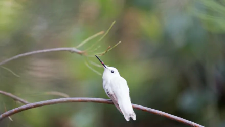  Leucistic Anna's hummingbird in the Australia Garden, UCSC Arboretum, Santa Cruz, California