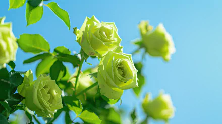 4K Ultra HD wallpaper of vibrant green roses blooming against a clear blue sky, showcasing detailed petals and lush foliage in bright natural light.
