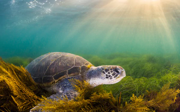 Green sea turtle, San Diego, California by Ralph Pace