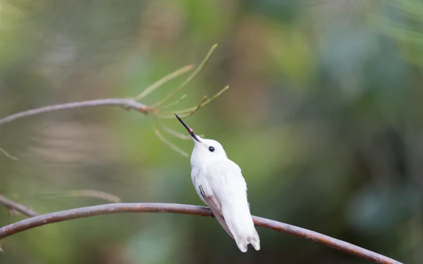  Leucistic Anna's hummingbird in the Australia Garden, UCSC Arboretum, Santa Cruz, California