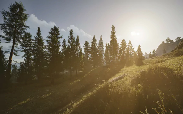 HD desktop wallpaper and background featuring a serene, sunlit forest landscape from the video game Arena Breakout: Infinite.