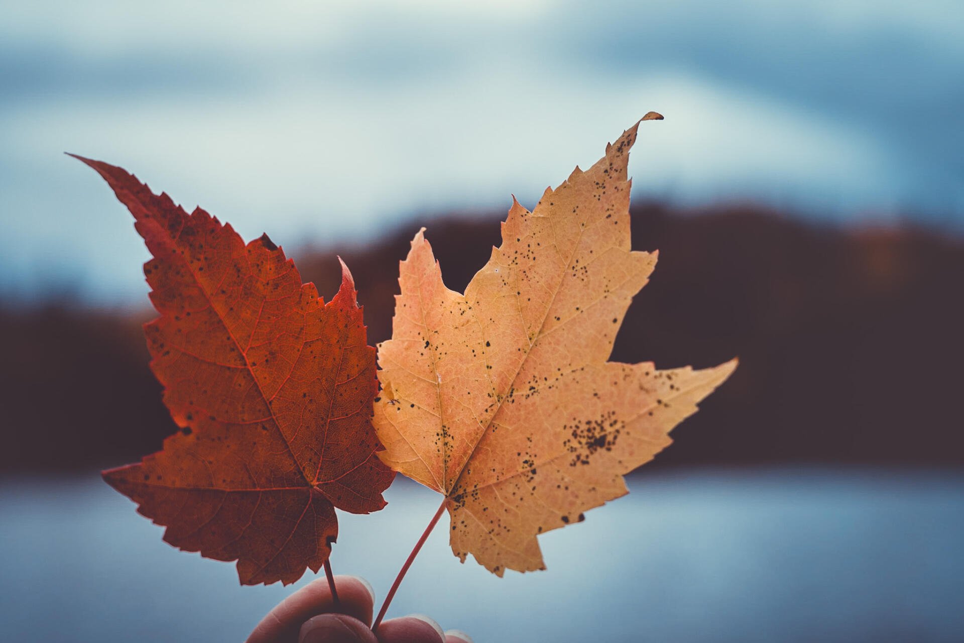 Download Macro HD Wallpaper