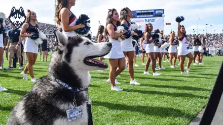 A husky mascot sits proudly in front of cheerleaders at a UConn Athletics event, showcasing team spirit on a vibrant green field. Sports excitement captures the atmosphere.