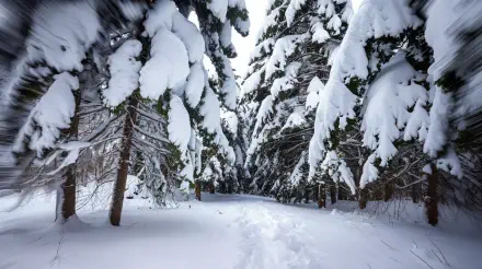 A serene winter landscape featuring a snowy path bordered by tall trees laden with fresh snow, creating a tranquil atmosphere, captured in stunning 4K Ultra HD quality.