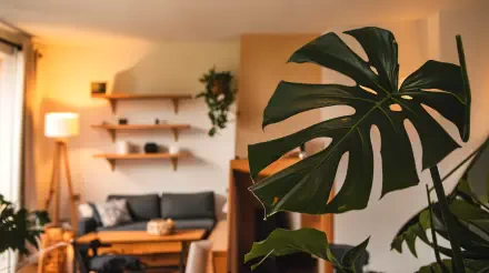 A close-up of a monstera leaf in a cozy living room featuring house plants, warm lighting, and modern interior design, captured in 4K Ultra HD wallpaper quality.