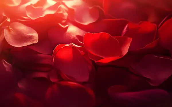 Close-up of vibrant rose petals in rich shades of red, beautifully captured for a 4K Ultra HD PC desktop wallpaper and background. 