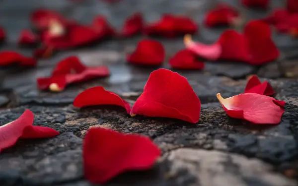 A close-up view of vibrant red rose petals scattered over a textured surface, creating a lush and romantic backdrop for a 4K Ultra HD PC desktop wallpaper.