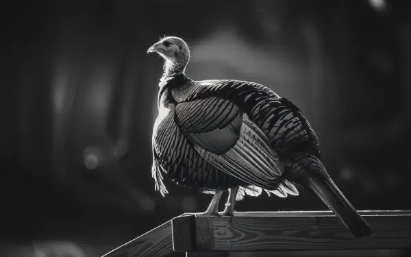 A striking black-and-white image of a turkey standing gracefully on a wooden ledge, showcasing its detailed feathers, featured as a 4K Ultra HD PC desktop wallpaper and background.