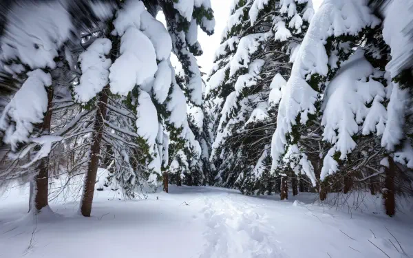 A serene winter landscape featuring a snowy path bordered by tall trees laden with fresh snow, creating a tranquil atmosphere, captured in stunning 4K Ultra HD quality.
