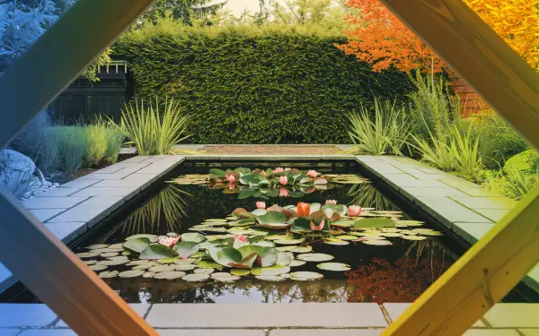 A serene garden pond adorned with vibrant water lilies, framed by lush greenery and colorful foliage. A stunning 4K Ultra HD background for desktop use.