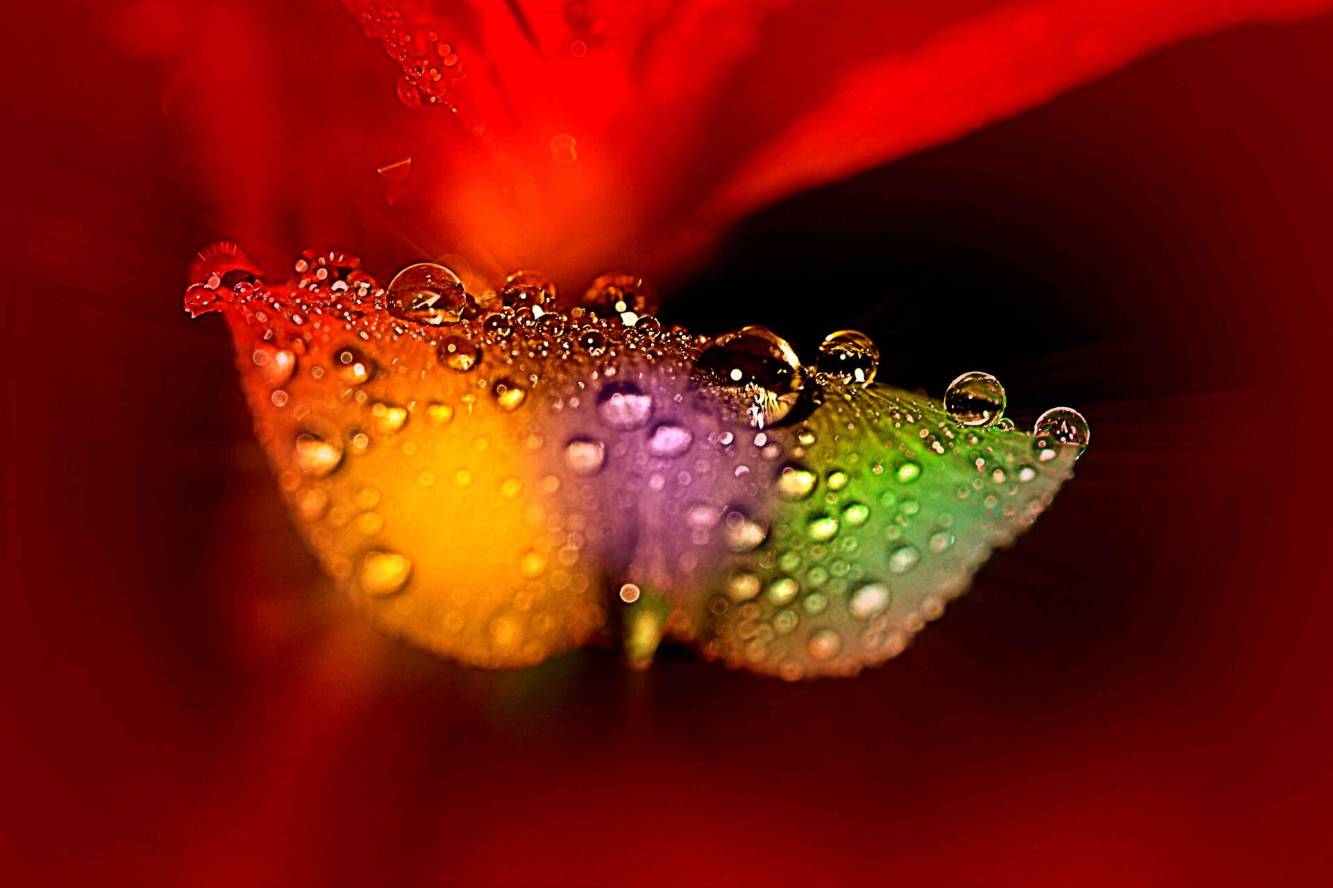 Download Flower Macro 4k Ultra HD Wallpaper