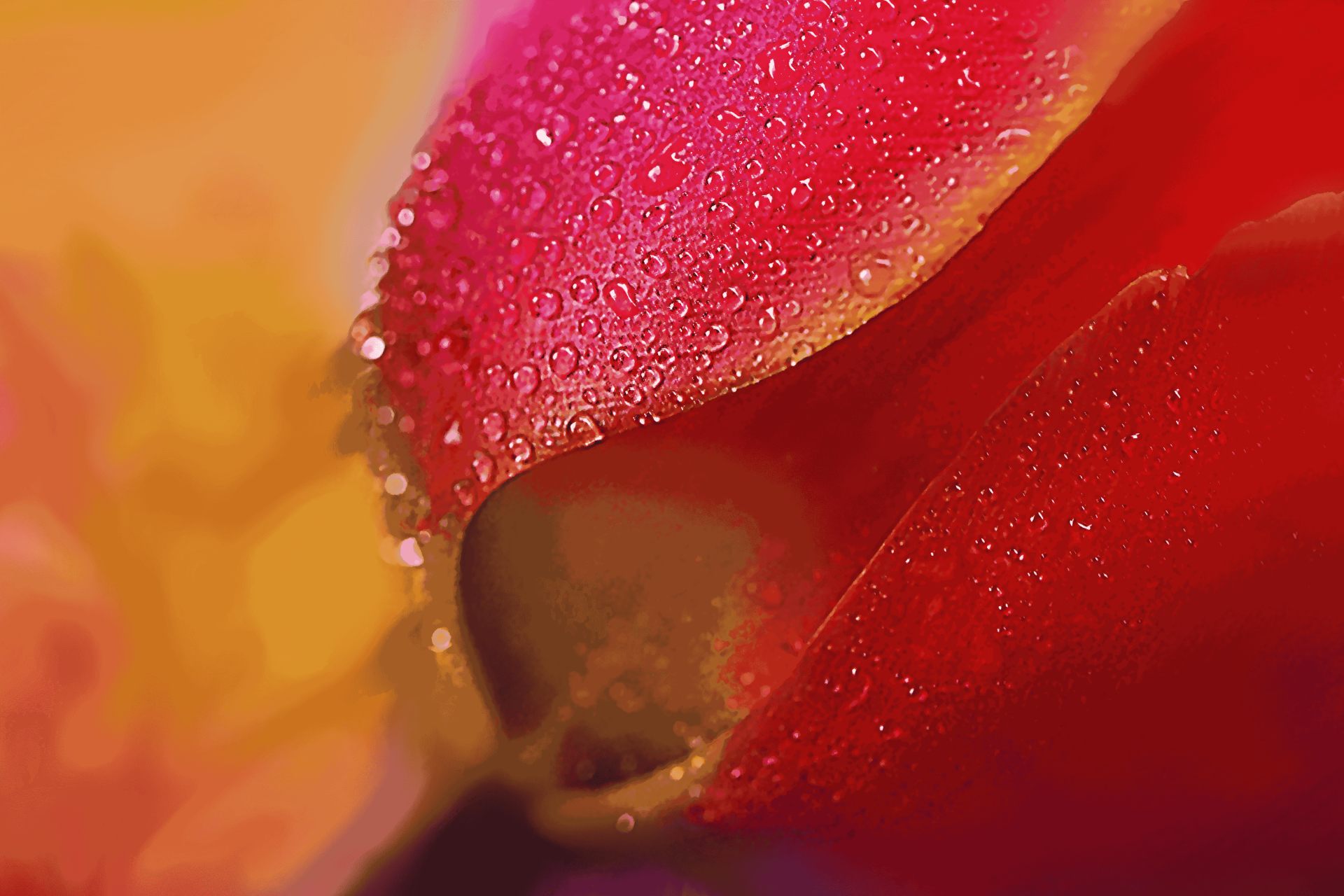 Download Flower Macro 4k Ultra HD Wallpaper