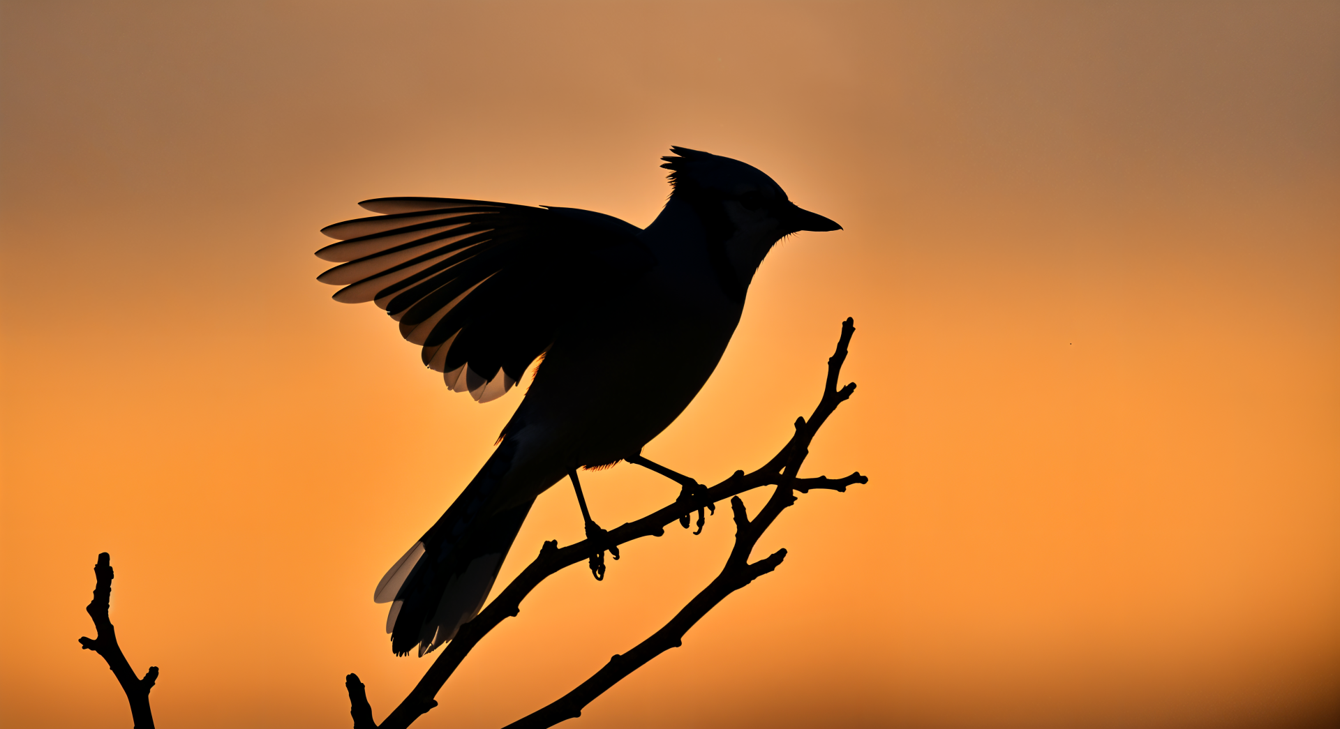 A striking silhouette of a blue jay perched on a branch against a warm orange sunset. This image serves as a stunning 4K Ultra HD desktop wallpaper and background.
