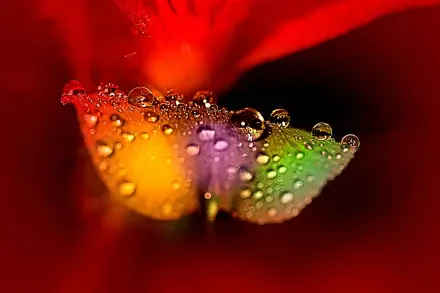 flower macro HD Desktop Wallpaper | Background Image
