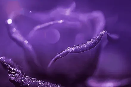 flower macro HD Desktop Wallpaper | Background Image