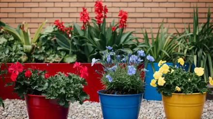 Vibrant urban gardening scene featuring colorful flower pots in red, blue, and yellow, surrounded by lush greenery and blooming flowers against a brick wall. 4K Ultra HD wallpaper.