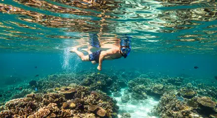 A vibrant 4K Ultra HD desktop wallpaper showcasing a person snorkeling above colorful coral reefs, capturing the serene beauty of underwater life.