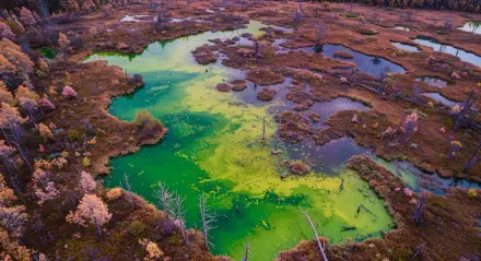 A vibrant marsh wetland landscape showcasing diverse ecology with green algae-rich waters and surrounding vegetation in 4K Ultra HD quality.