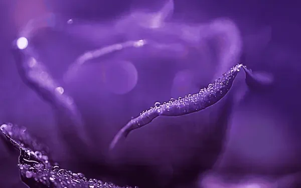 flower macro HD Desktop Wallpaper | Background Image