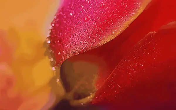 flower macro HD Desktop Wallpaper | Background Image