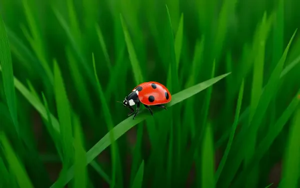 landscape ladybug HD Desktop Wallpaper | Background Image