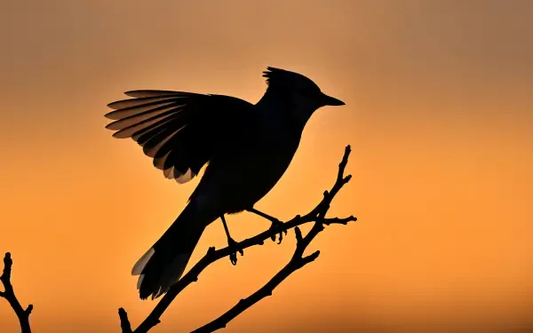 A striking silhouette of a blue jay perched on a branch against a warm orange sunset. This image serves as a stunning 4K Ultra HD desktop wallpaper and background.