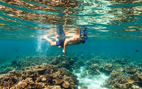 A vibrant 4K Ultra HD desktop wallpaper showcasing a person snorkeling above colorful coral reefs, capturing the serene beauty of underwater life.