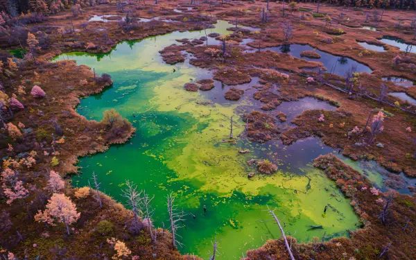 A vibrant marsh wetland landscape showcasing diverse ecology with green algae-rich waters and surrounding vegetation in 4K Ultra HD quality.