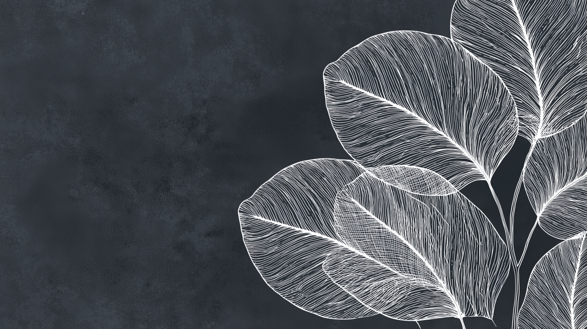 Monochrome line-art fern leaves on a dark textured background — minimalist botanical design, 2K Quad HD PC desktop wallpaper.