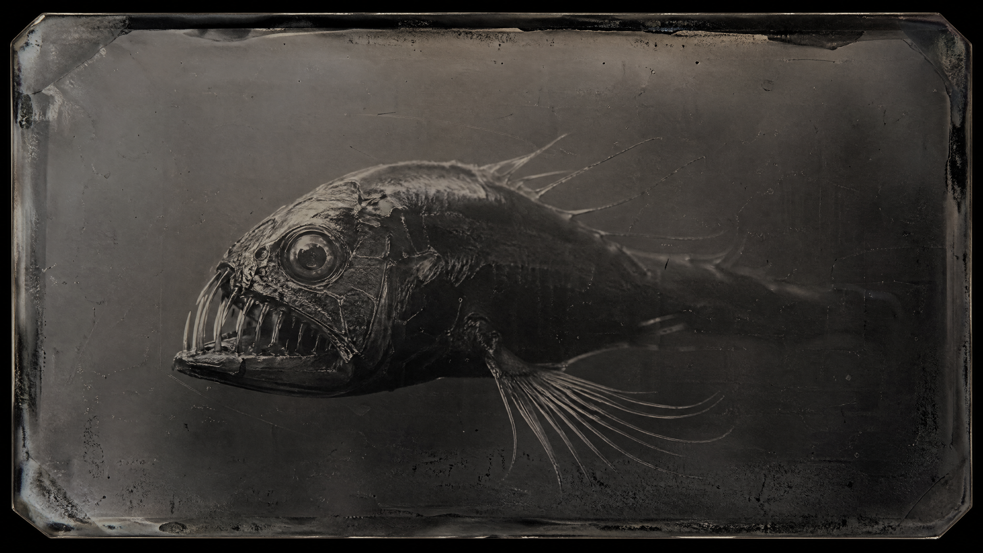 4K Ultra HD PC desktop wallpaper of a menacing deep-sea creature: dark, elongated fish with razor teeth, translucent fins and a single glassy eye drifting through black ocean depths.