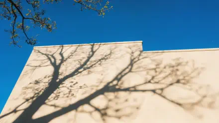 4K Ultra HD PC desktop wallpaper and background showing tree branch shadows on a pale wall beneath a clear blue sky.