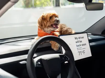 4K Ultra HD PC desktop wallpaper: cockapoo perched on the dashboard of a Tesla Model 3, interior view with steering wheel and a My driver will be back soon 71°F sign.