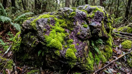 Close-up mossy stone in a damp forest, vivid green moss clinging to textured rock — 5K Ultra HD PC Desktop Wallpaper and Background.