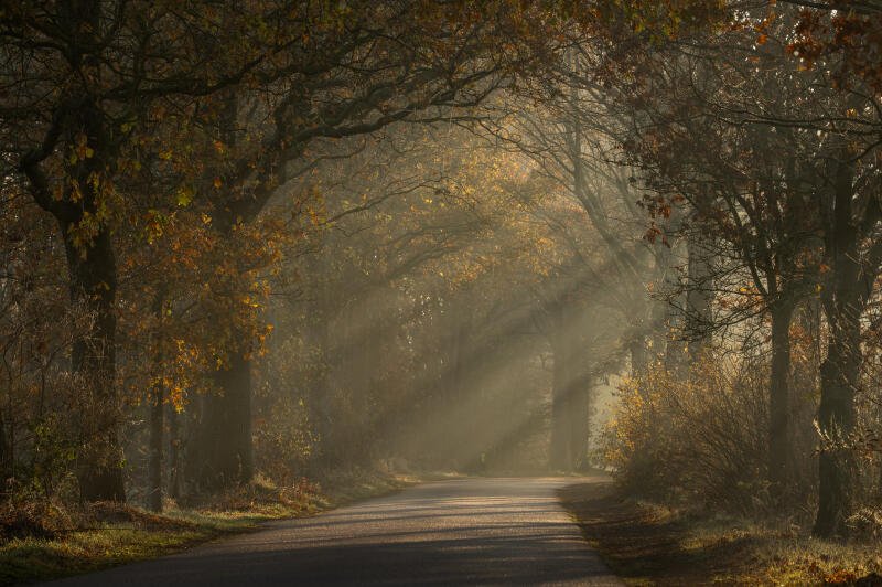 {{ 5K Ultra HD PC desktop wallpaper and background: autumn tree-lined path with sunbeams filtering through branches, golden light bathing a tranquil landscape. 