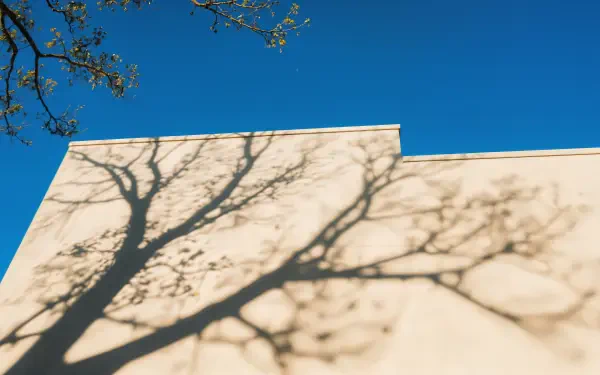 4K Ultra HD PC desktop wallpaper and background showing tree branch shadows on a pale wall beneath a clear blue sky.