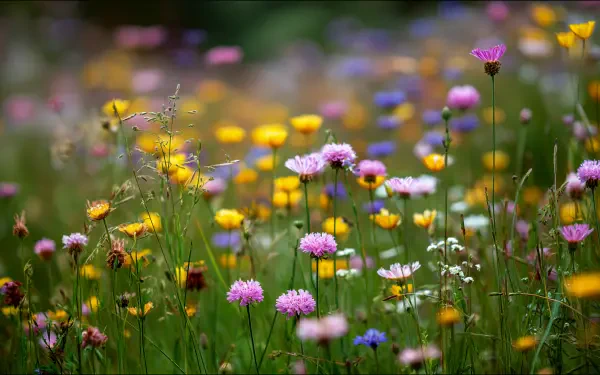 4K Ultra HD PC desktop wallpaper of a nature blooming meadow: colorful wildflowers and soft bokeh background.