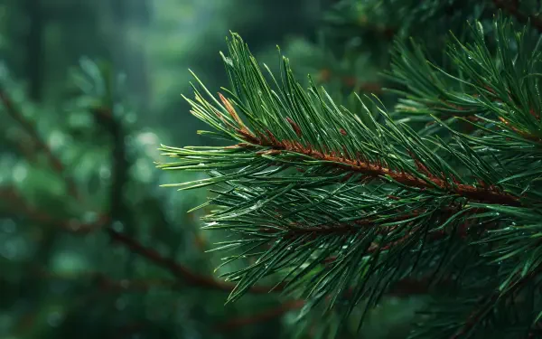 Nature close-up of dewy evergreen pine needles with soft forest bokeh — 4K Ultra HD PC desktop wallpaper background.