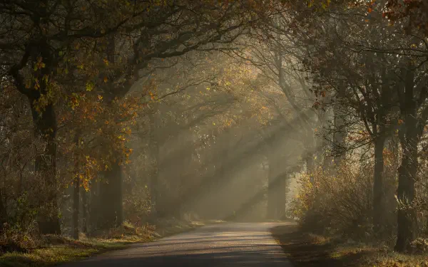 5K Ultra HD PC desktop wallpaper and background: autumn tree-lined path with sunbeams filtering through branches, golden light bathing a tranquil landscape.